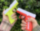 Pistol cu Apă Compact pentru Copii – Design Modern, 13 cm (culoare aleatorie) | image
