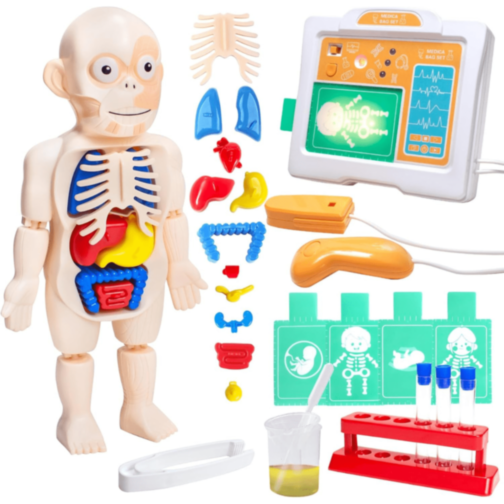 Set Educativ Anatomie Umană cu Organe și Laborator