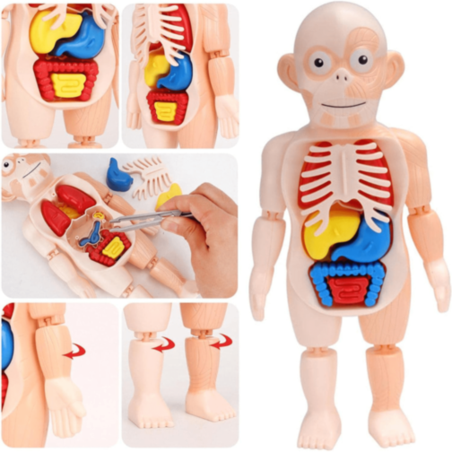Set Educativ Anatomie Umană cu Organe și Laborator