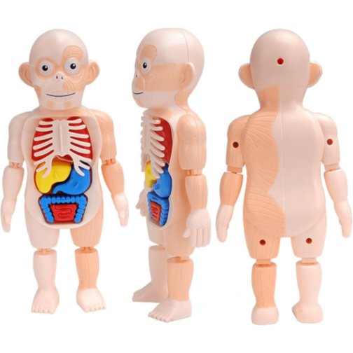 Set Educativ Anatomie Umană cu Organe și Laborator