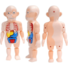 Set Educativ Anatomie Umană cu Organe și Laborator